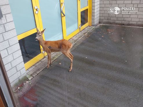 Rehbock statt Polizei Besuch ab